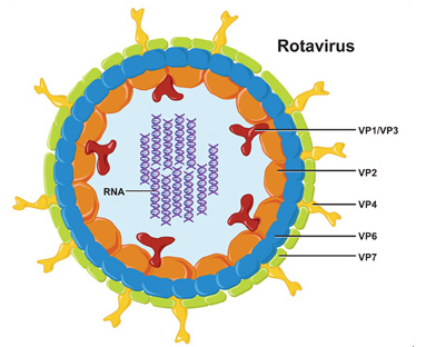 Image result for rotavirus